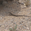 Tiger whiptail