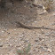 Tiger whiptail