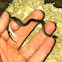 Ringneck Snake