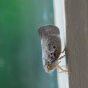 Citrus Flatid Planthopper