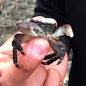 Rock Crab