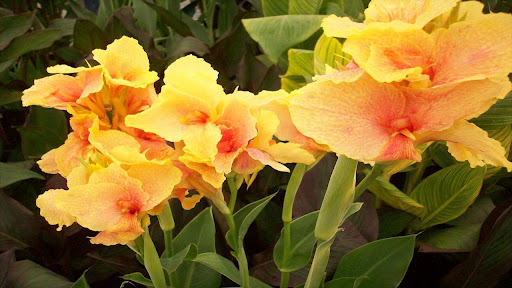 Canna Lilies