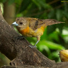 Cherrie's Tanager
