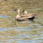 Gadwall (pair)