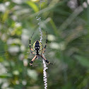 Garden Spider