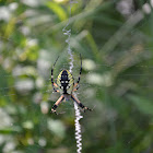 Garden Spider