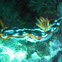 Hypselodoris purpureomaculosa