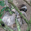 Three-toed sloth