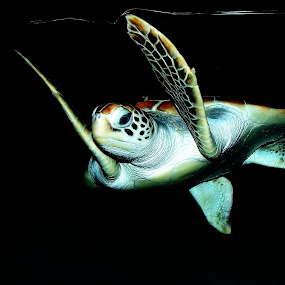 by Michelle Meenawong - Animals Sea Creatures