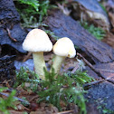 Small White Mushrooms