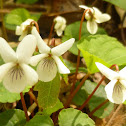 Sweet White Violet