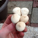 Common puffball