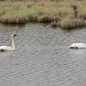 Tundra Swan