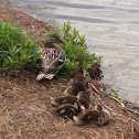 Duck, mallard