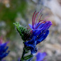 blueweed; viborera