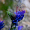 blueweed; viborera