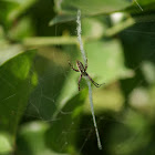 Garden orbweaver