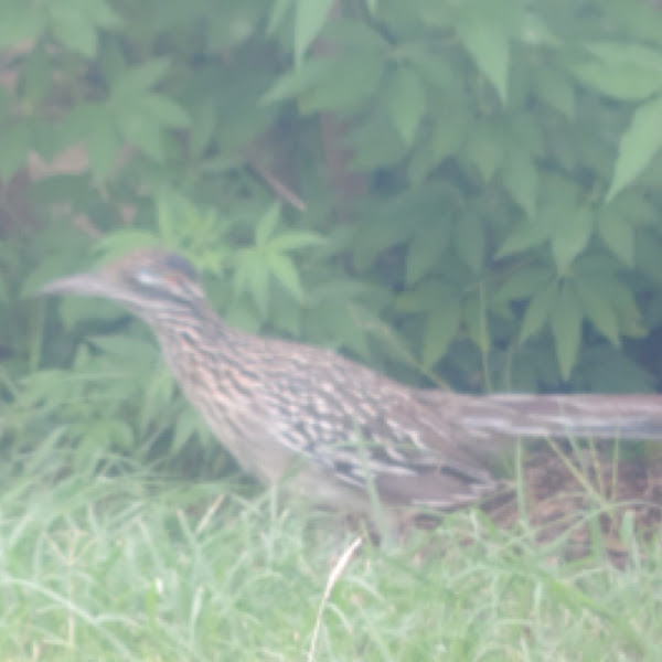 Road Runner Project Noah