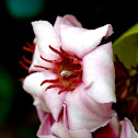 Climbing Oleander