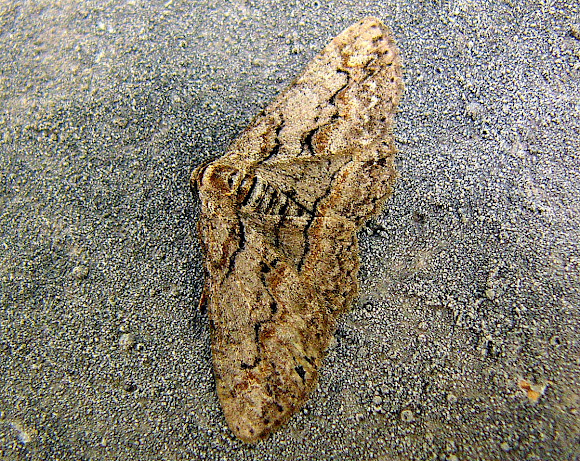Spotting Image 1