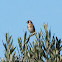 Goldfinch