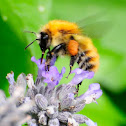 Common Carder-bee