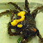 toad crab