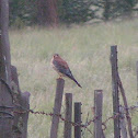American kestrel