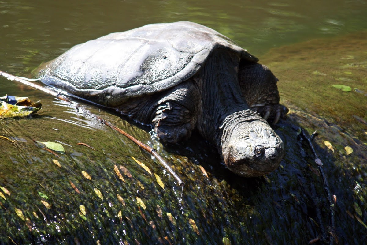 Common Snapping Turtle