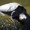 Common Snapping Turtle