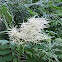 Goat's beard/Bride's feathers
