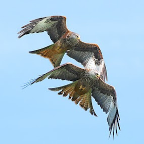 Me and my shadow by Nick Holland - Animals Birds