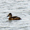 Ring-necked Duck