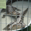 North American Alligator