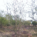 Mesquite tree