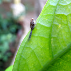 Nymph of Planthopper