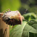 Hairy Shieldbug