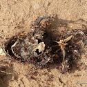 Meat Ants