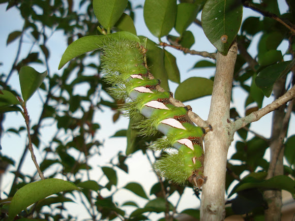 Spotting Image 1