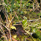 Snapping Turtle