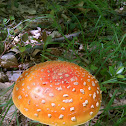 Fly Amanita