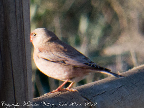 Spotting Image 1