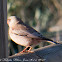 Trumpeter Finch; Camachuelo Trompetero