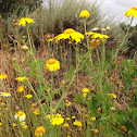 Dahlberg Daisy