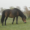 Wild Ponies