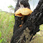 Gymnopilus