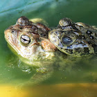 American toads, mating pair