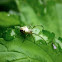 Striped Cross Spider