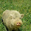 Hog