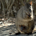 Wallaby